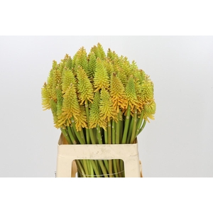 Kniphofia Eycone Peach
