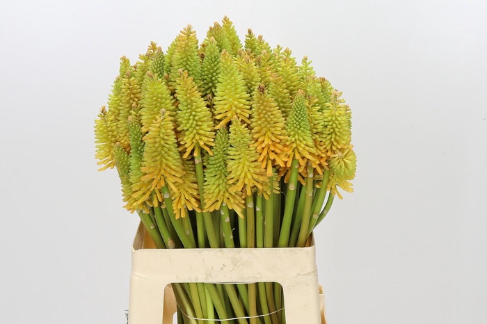 <h4>Kniphofia Eycone Peach</h4>