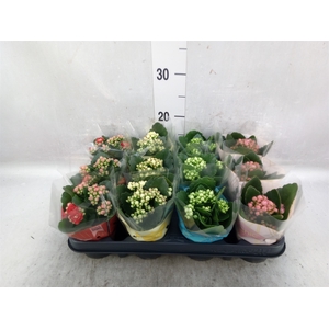 Kalanchoe blos.   ..rosebud mix GR