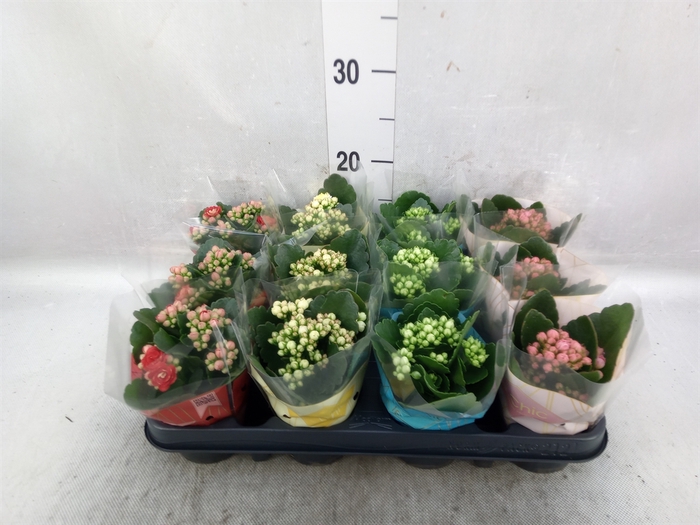 <h4>Kalanchoe blos.   ..rosebud mix GR</h4>