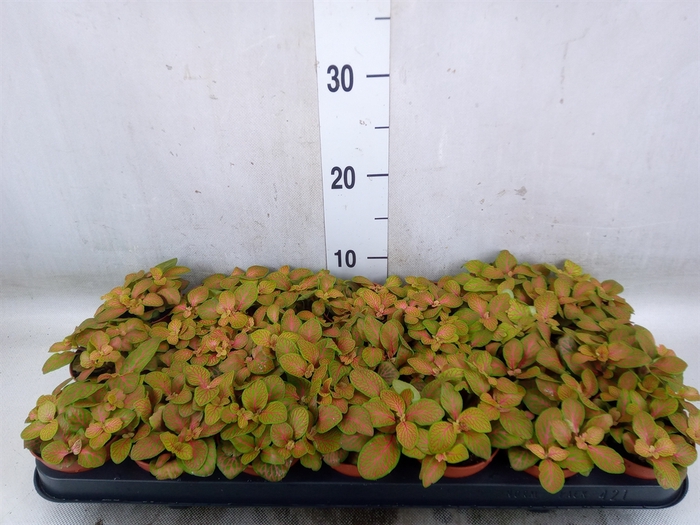 <h4>Fittonia  'Mosaic Skeleton'</h4>