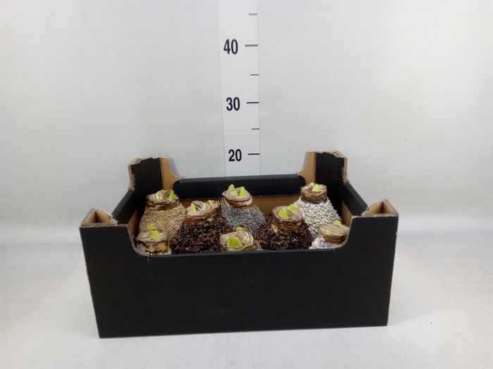 <h4>Hippeastrum   ...waxed H%</h4>