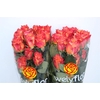 R GR FREE SPIRIT Welyflor
