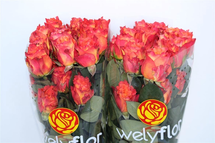 R GR FREE SPIRIT Welyflor