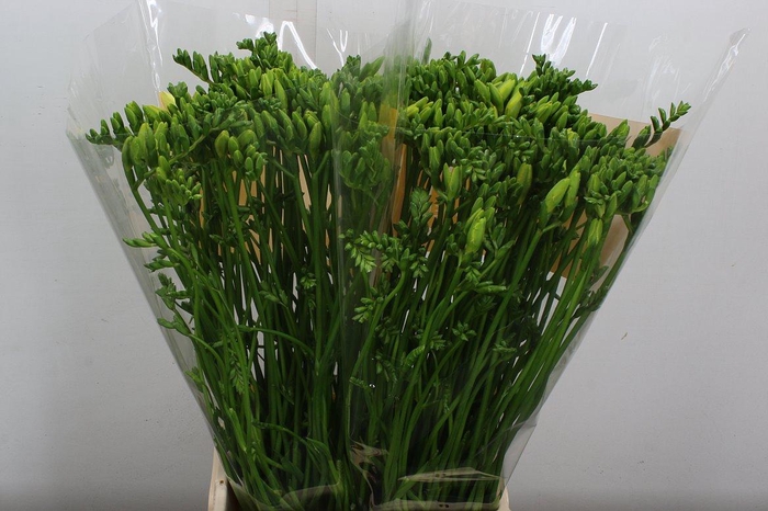 <h4>Fr En Dukaat</h4>