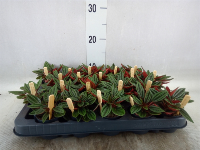 <h4>Peperomia caperata 'Rosso'</h4>