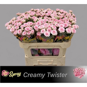 R TR CREAMY TWISTER