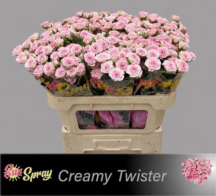 <h4>R TR CREAMY TWISTER</h4>