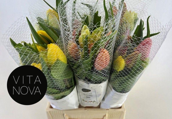 <h4>TU EN GM 3 KLEUREN</h4>