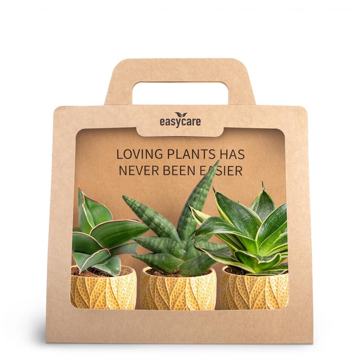 3-Pack Leaf Tangerine P7