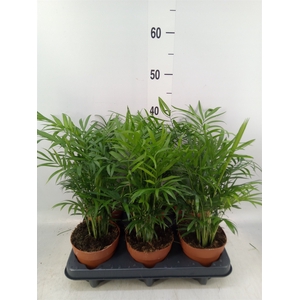 Chamaedorea elegans