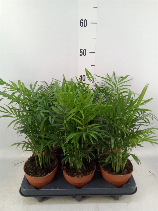 <h4>Chamaedorea elegans</h4>