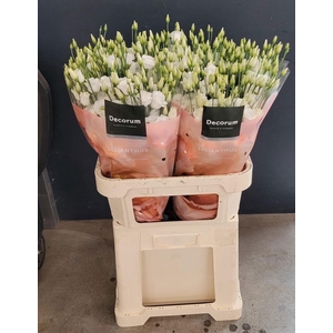 Lisianthus Celeb chrystal EXTREME