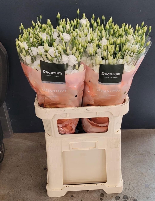 <h4>Lisianthus Celeb chrystal EXTREME</h4>