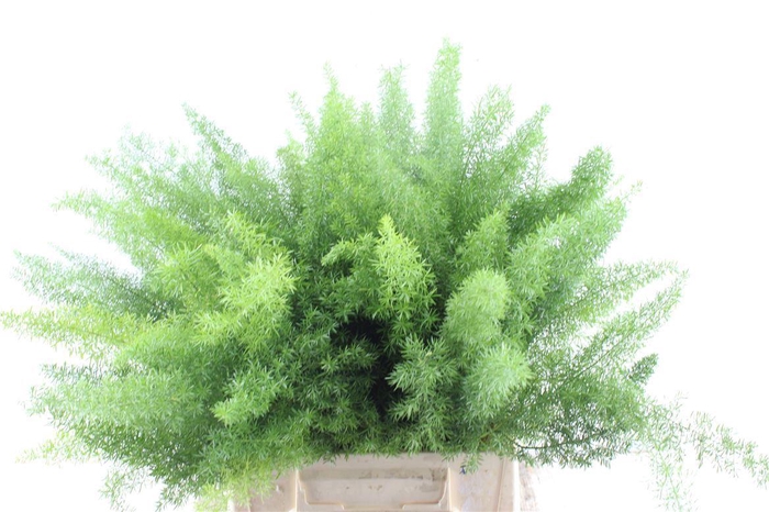 <h4>Asp Dens Myers</h4>