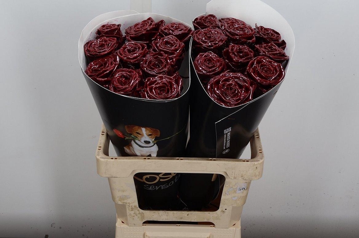 <h4>R Wx (rn) Bordeaux</h4>