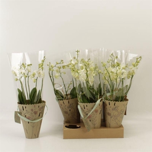 PHAL AN INVERNESS