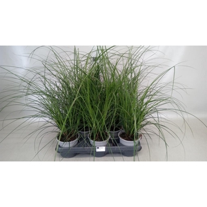 Carex brunnea
