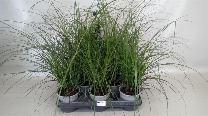 <h4>Carex brunnea</h4>