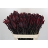 Leucadendron Saf Sunset Dark R.