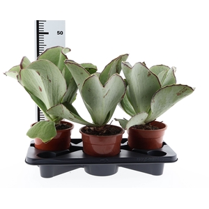 Kalanchoe NF   ...