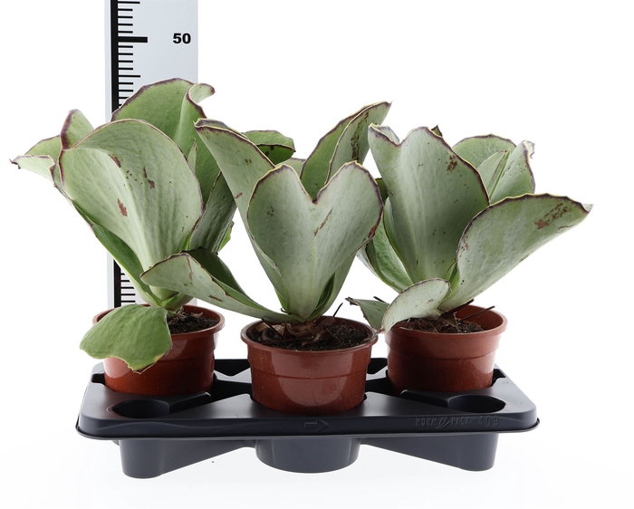 <h4>Kalanchoe NF   ...</h4>