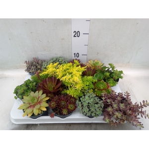 Rotsplanten   ...mix   [Rock plant]