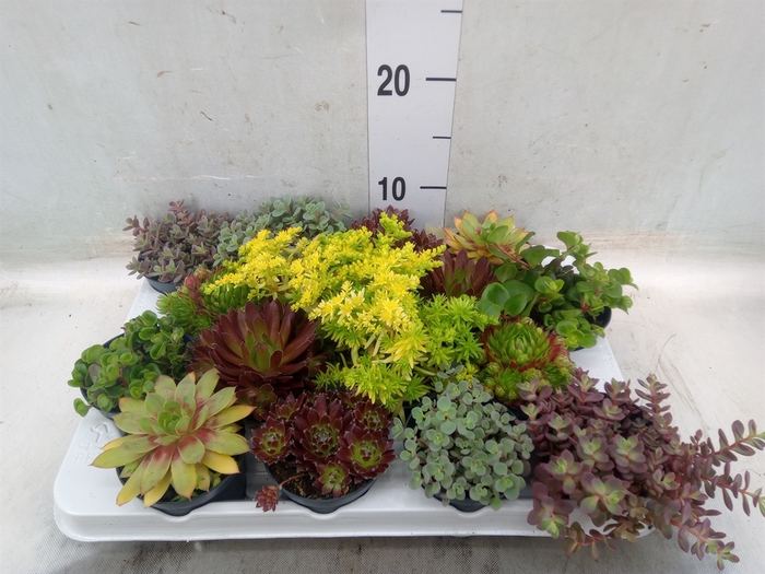 <h4>Rotsplanten   ...mix   [Rock plant]</h4>
