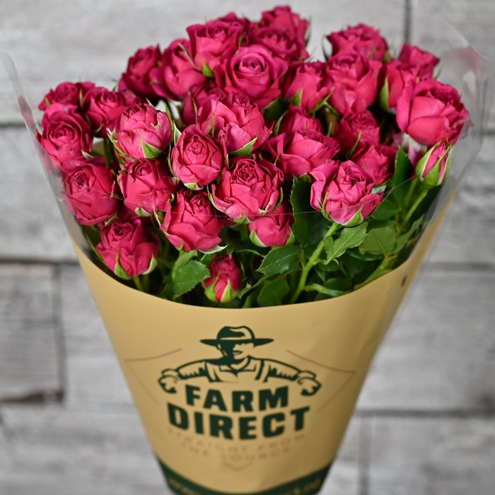 <h4>R TR CHEYENNE</h4>