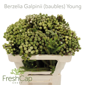 Berzelia Galpinii (baubles) Young
