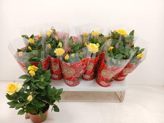 <h4>RO FAV RO YELLOW</h4>