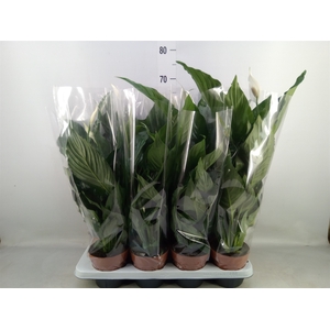 Spathiphyllum  'Sweet Chico'