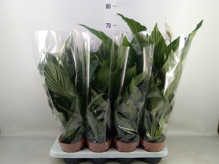 <h4>Spathiphyllum  'Sweet Chico'</h4>