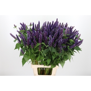 Agastache Paars