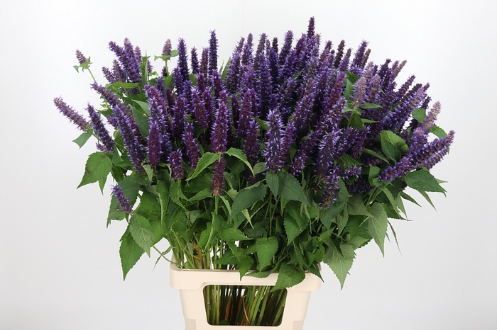 <h4>Agastache Paars</h4>