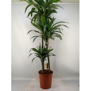 Dracaena fr de 'Ulises'