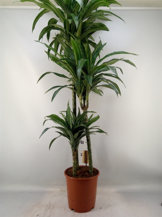 <h4>Dracaena fr de 'Ulises'</h4>