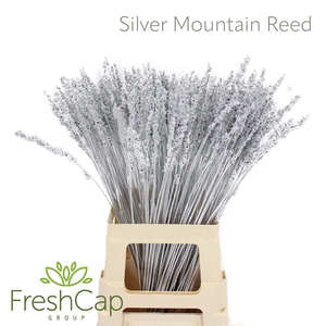 Silver Mountain Reed (klbh)