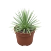 Agave Stricta Nana 0504ANA