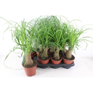 arr3 CP - Beaucarne 408/8