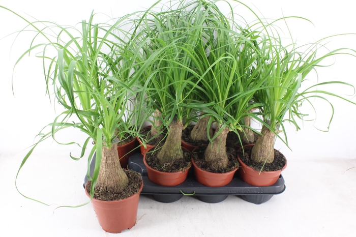 <h4>arr3 CP - Beaucarne 408/8</h4>