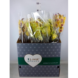 Phalaenopsis   ...yellow