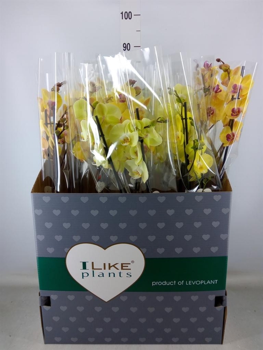 <h4>Phalaenopsis   ...yellow</h4>