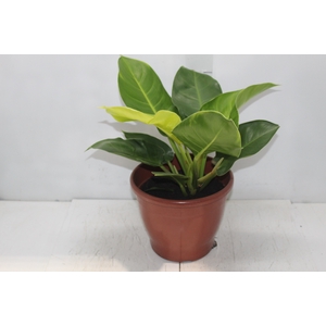 PHILODENDRON IMPERIAL GOLDEN P24