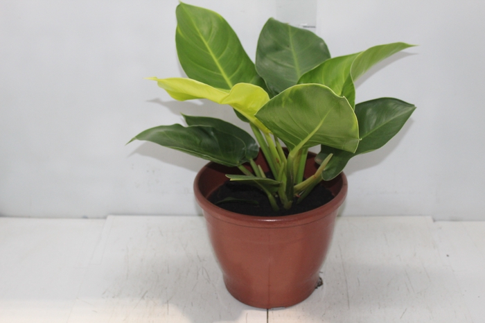 PHILODENDRON IMPERIAL GOLDEN P24