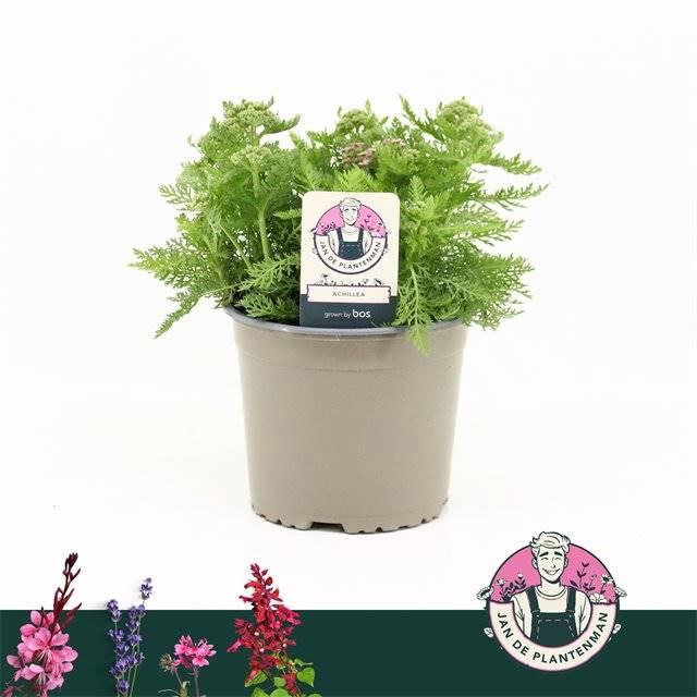 <h4>Achillea Millefolium, Milly Rock Pi</h4>