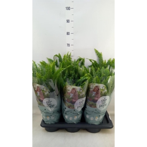 Nephrolepis exal. 'Green Lady'