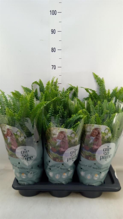 <h4>Nephrolepis exal. 'Green Lady'</h4>