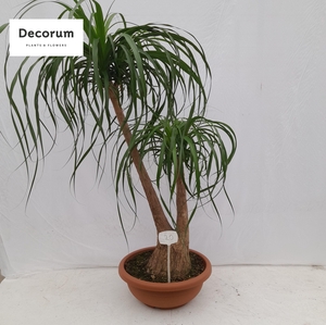 Beaucarnea vertakt op nummer 20