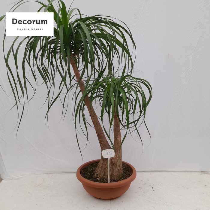 <h4>Beaucarnea vertakt op nummer 20</h4>